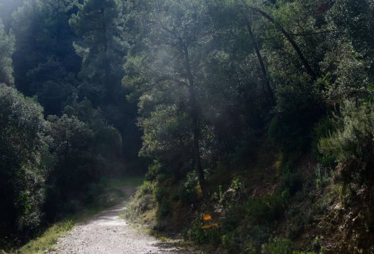 Barcelona stärker skyddet av naturparken Collserola