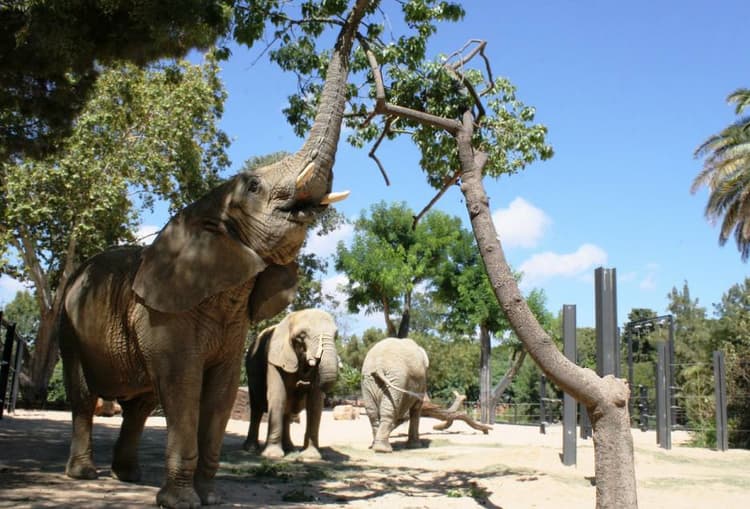 barcelona-zoo