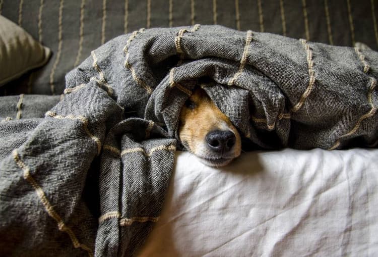 med-hund-i-barcelona